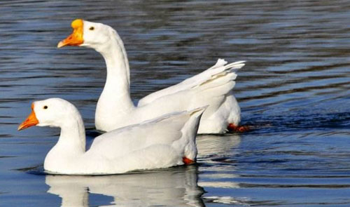 如何提高四季白鵝養(yǎng)殖的生產(chǎn)力