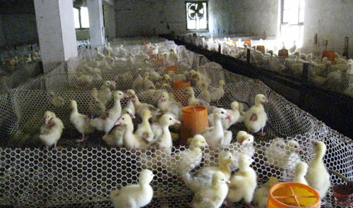 鵝舍場(chǎng)地的選擇的6大要點(diǎn)