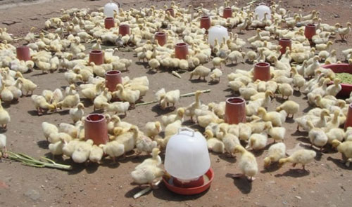 引起鵝苗飼料更換的原因你知道幾個(gè)？