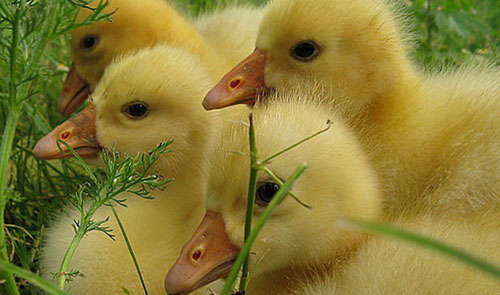 鵝苗接種疫苗時(shí)的注意事項(xiàng)有哪些你知道嗎？